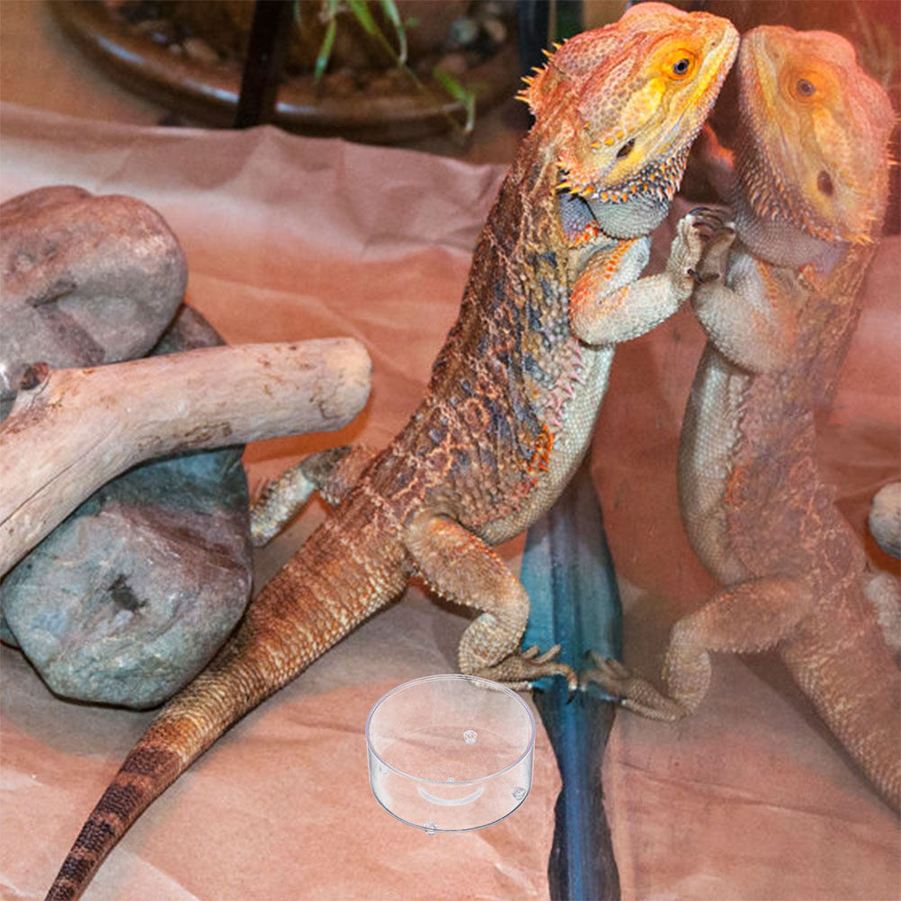 10Pcs Acrylic Reptile Food Dis - مراجعة Water Dish Reptile وسعره