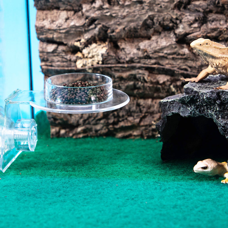 Acrylic Crawling Pet Feeding W - مراجعة Water Dish Reptile وسعره