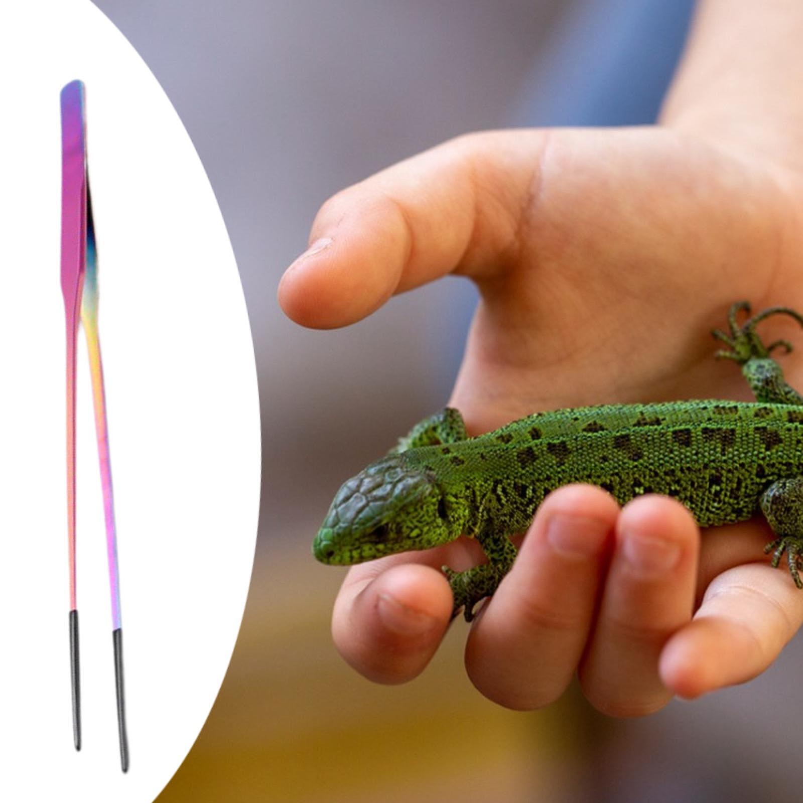 Terrarium Reptile Feeder Tongs - مراجعة Feeding Tong Stainless وسعره