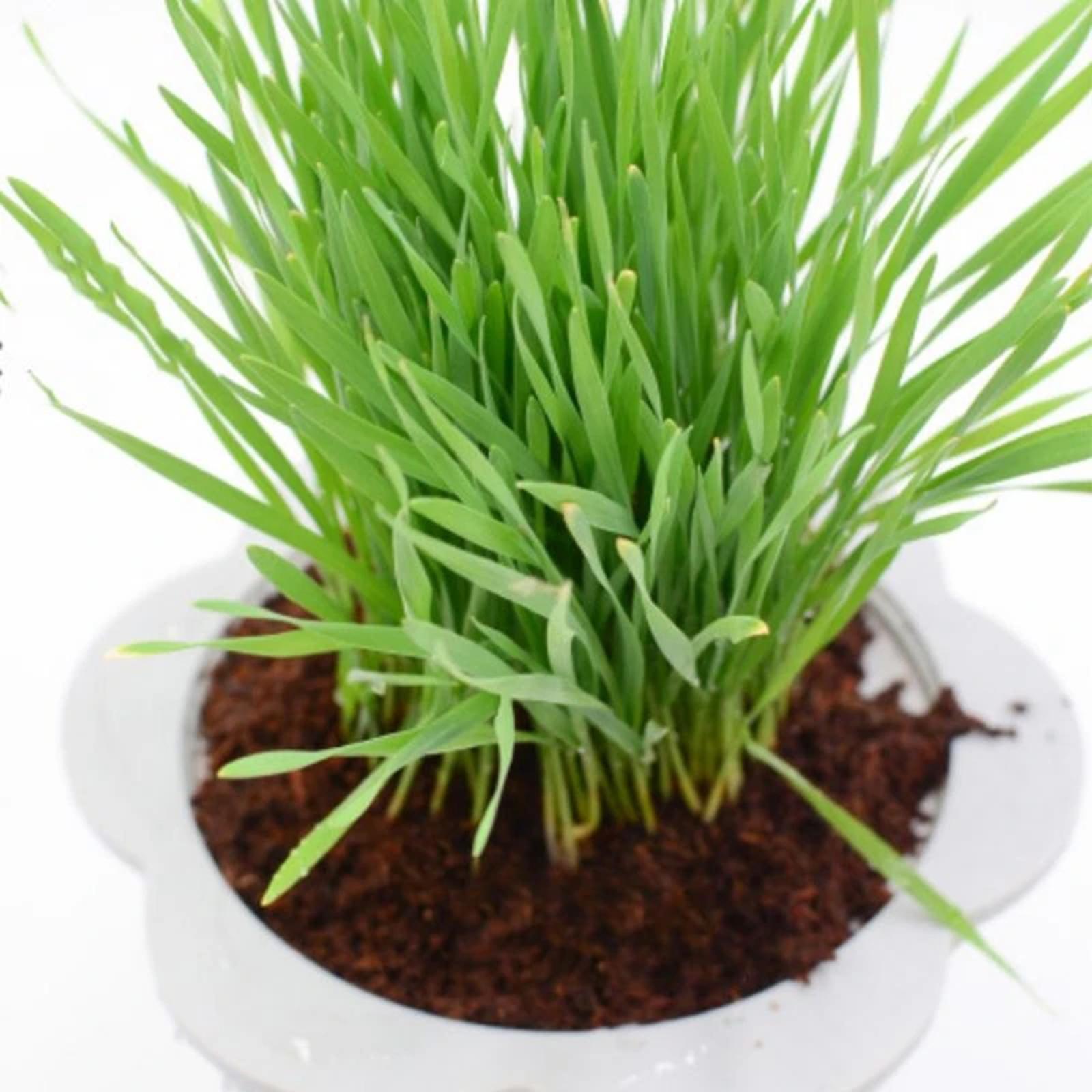 Coconut Fibre Coconut Coir Bri - مراجعة Substrate Coconut Fiber وسعره