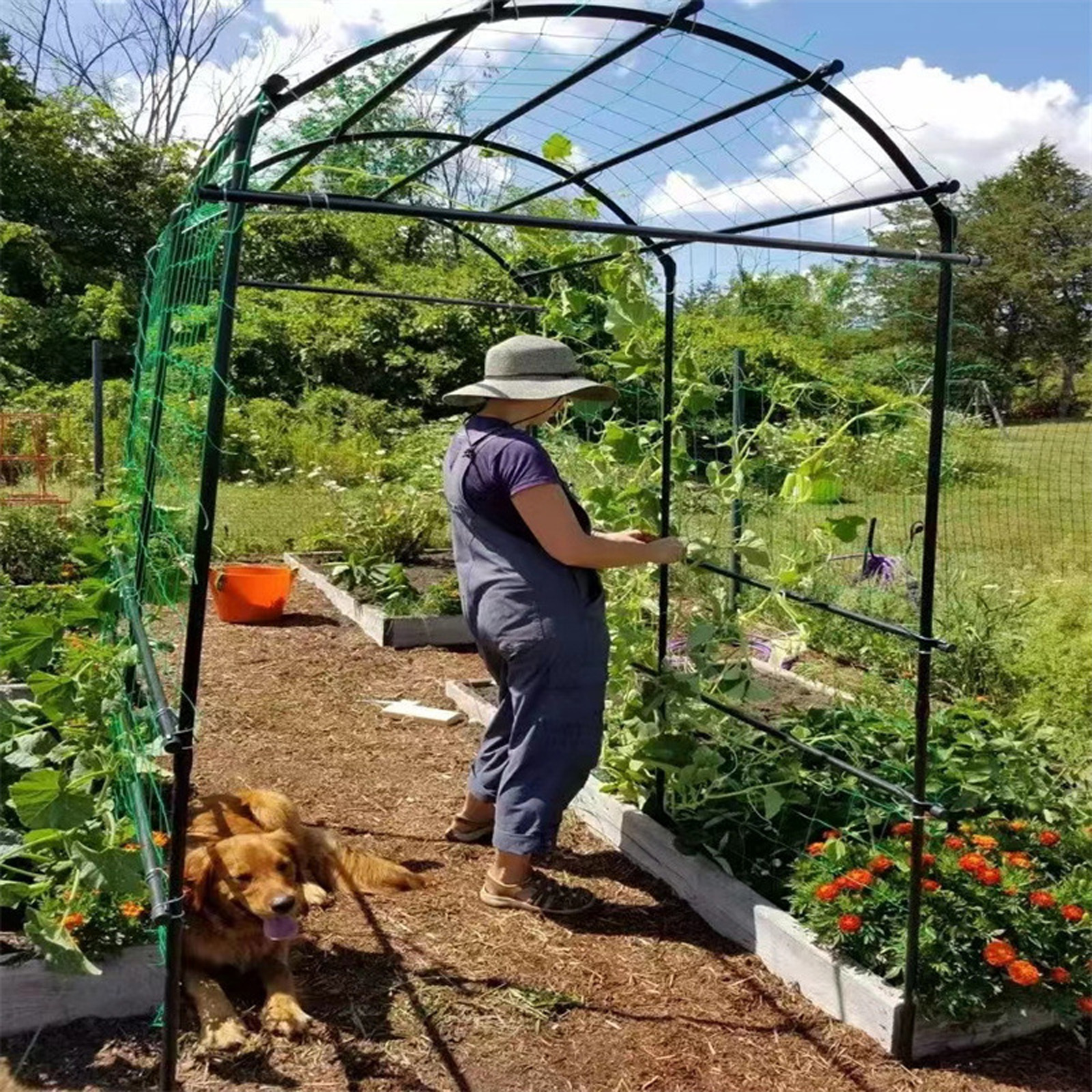 Garden Netting Plant Vine Grow - مراجعة Vine Climbing Plastic وسعره