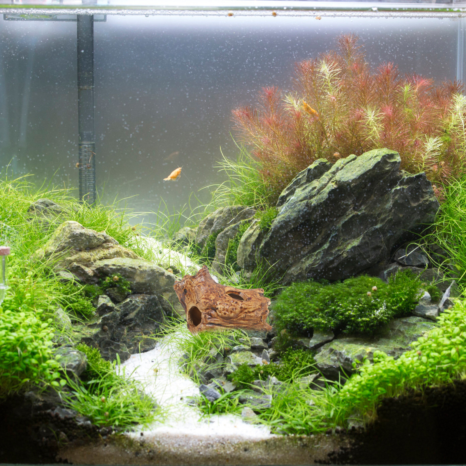 Ceramic Pleco Caves for Aquari - مراجعة Hide Cave Ceramic وسعره