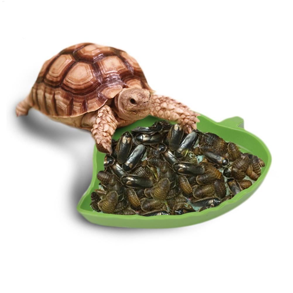 Amphibians Reptiles Feeder Pla - مراجعة Water Dish Reptile وسعره