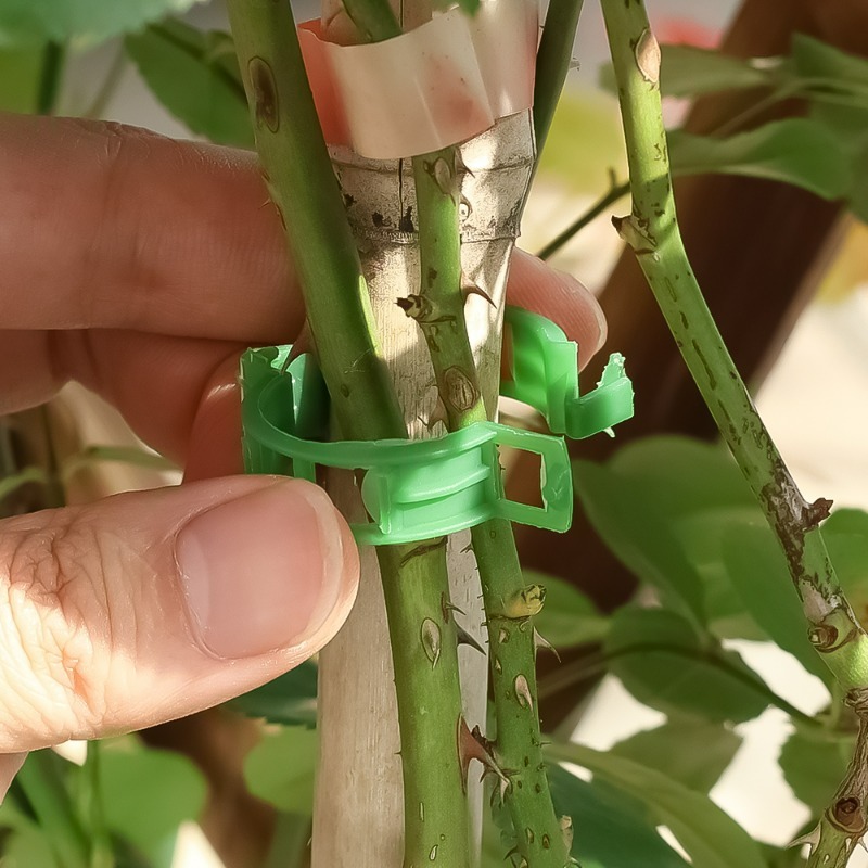10-500Pcs Garden Plant Support - مراجعة Vine Climbing Plastic وسعره