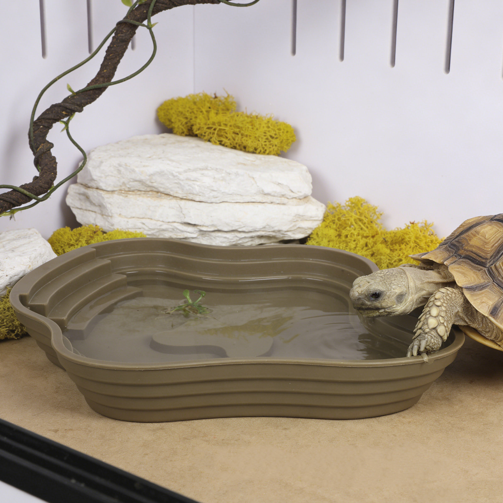 Large Turtle Reptile Bathing P - مراجعة Water Dish Reptile وسعره