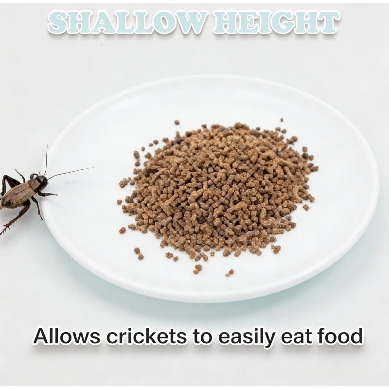 Reptile Feeding Bowl Food Dish - مراجعة Water Dish Reptile وسعره