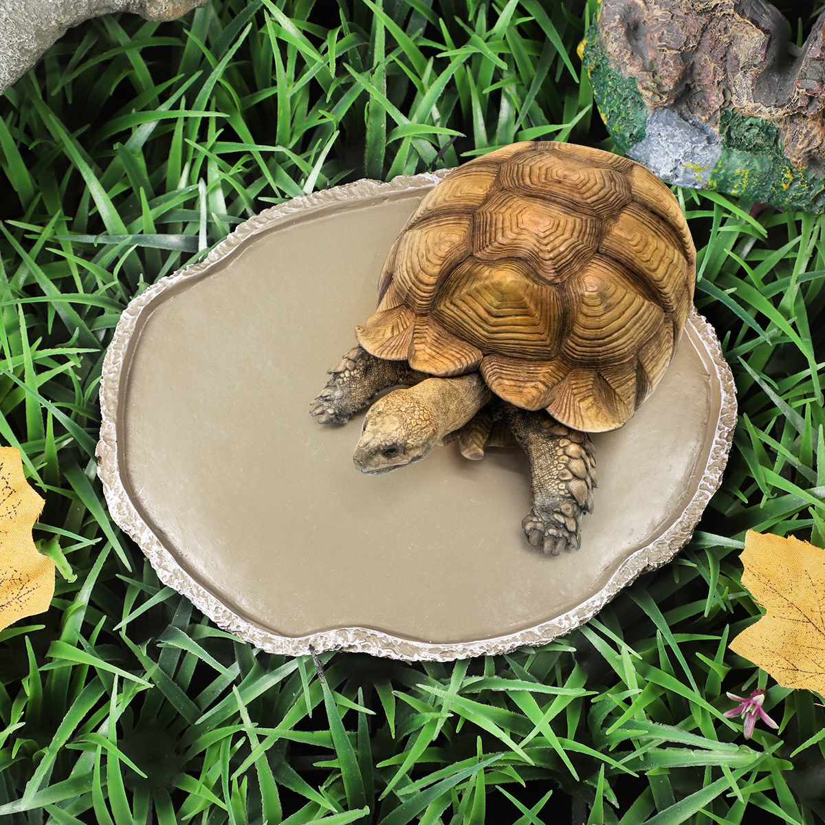 Pets Feeding Plate Reptile Fee - مراجعة Water Dish Reptile وسعره