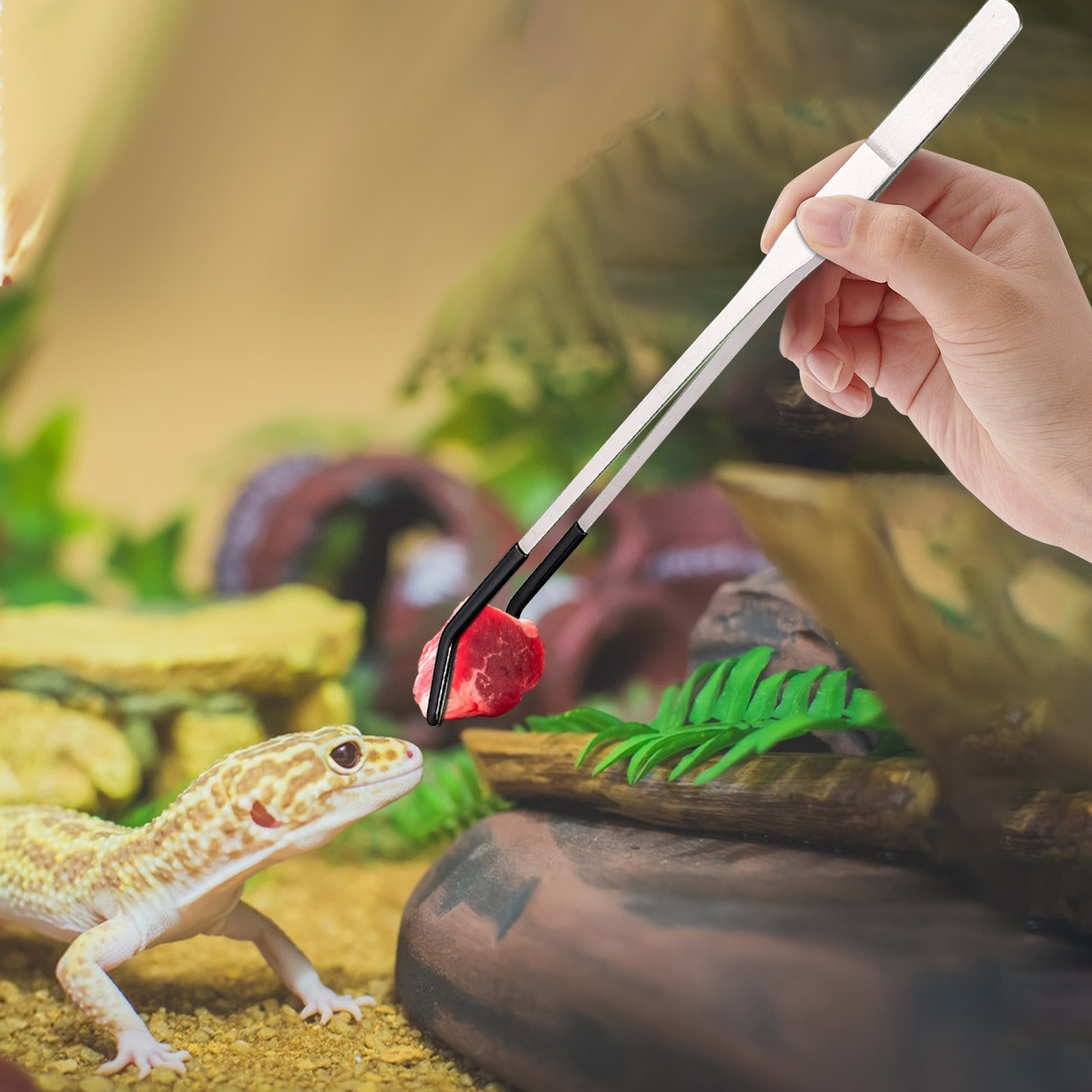 Stainless Steel Reptile Feedin - مراجعة Feeding Tong Stainless وسعره