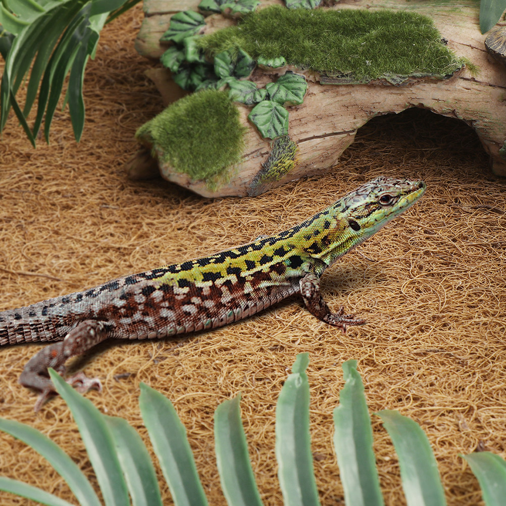 Reptile Terrarium Bedding Subs - مراجعة Substrate Coconut Fiber وسعره