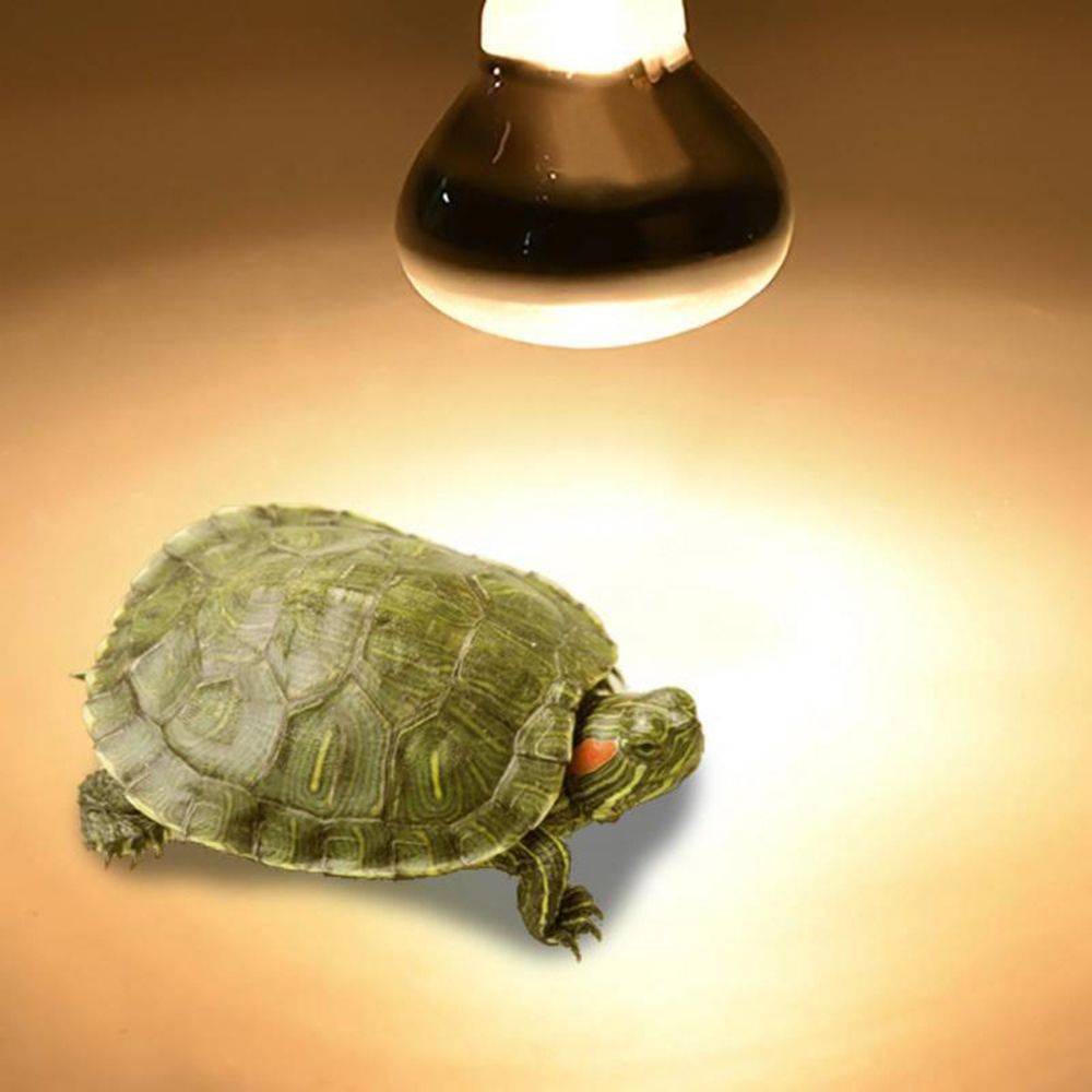 Amphibians Temperature Control - مراجعة Basking Bulb Halogen وسعره