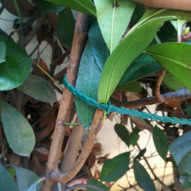 50Pcs Reusable Adjustable Plas - مراجعة Vine Climbing Plastic وسعره