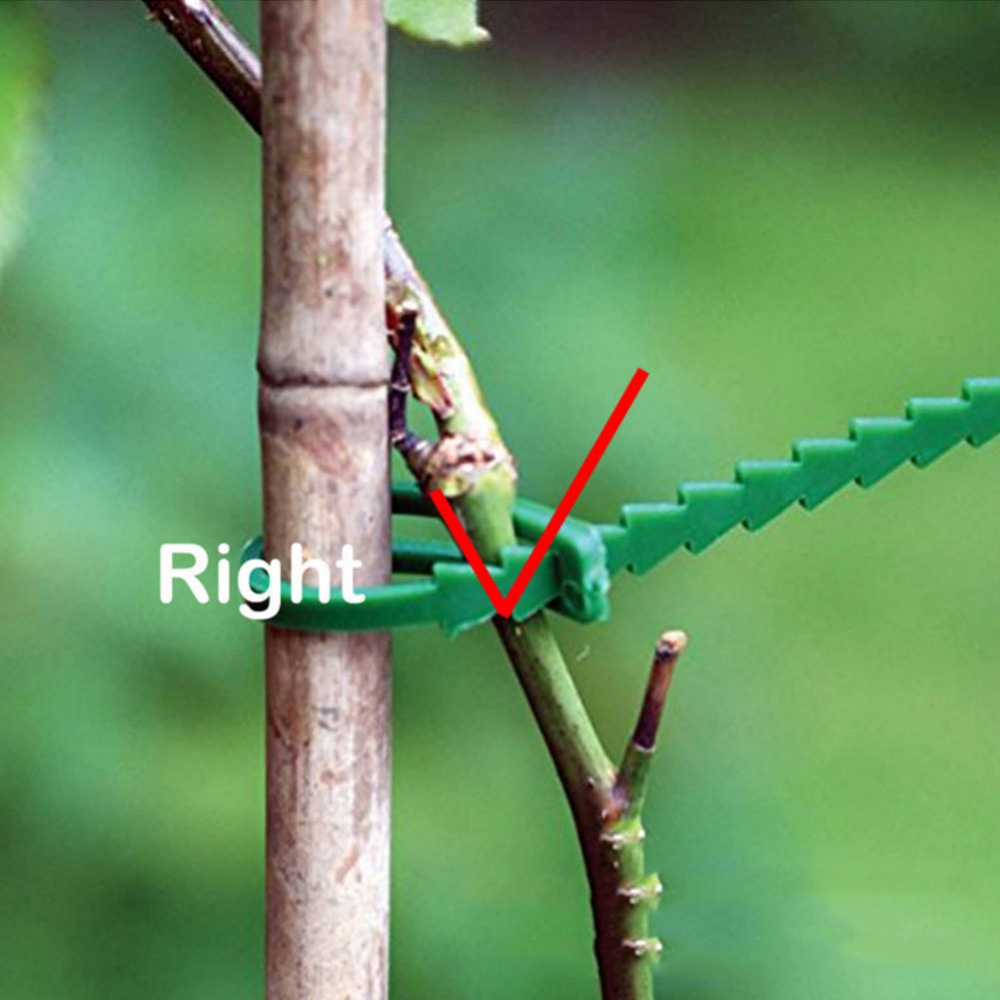 50Pcs Reusable Adjustable Plas - مراجعة Vine Climbing Plastic وسعره