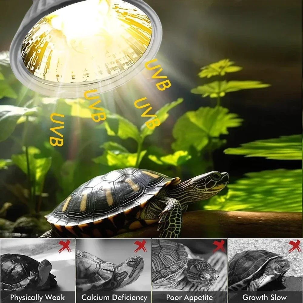 75/50/25W Tortoise Lizard Bask - مراجعة Calcium Powder Reptile وسعره