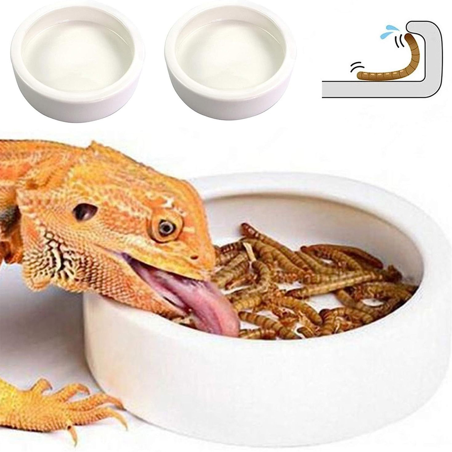 Reptile Food Bowl Feeding and  - مراجعة Water Dish Reptile وسعره