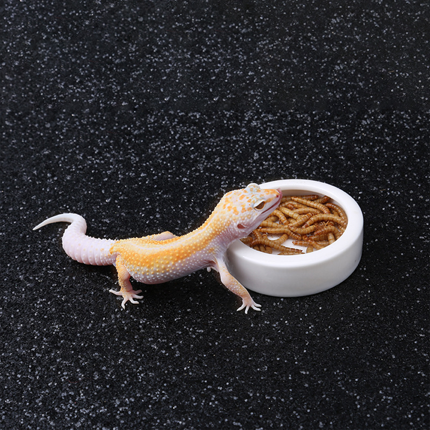 Reptile Food Bowl Feeding and  - مراجعة Water Dish Reptile وسعره