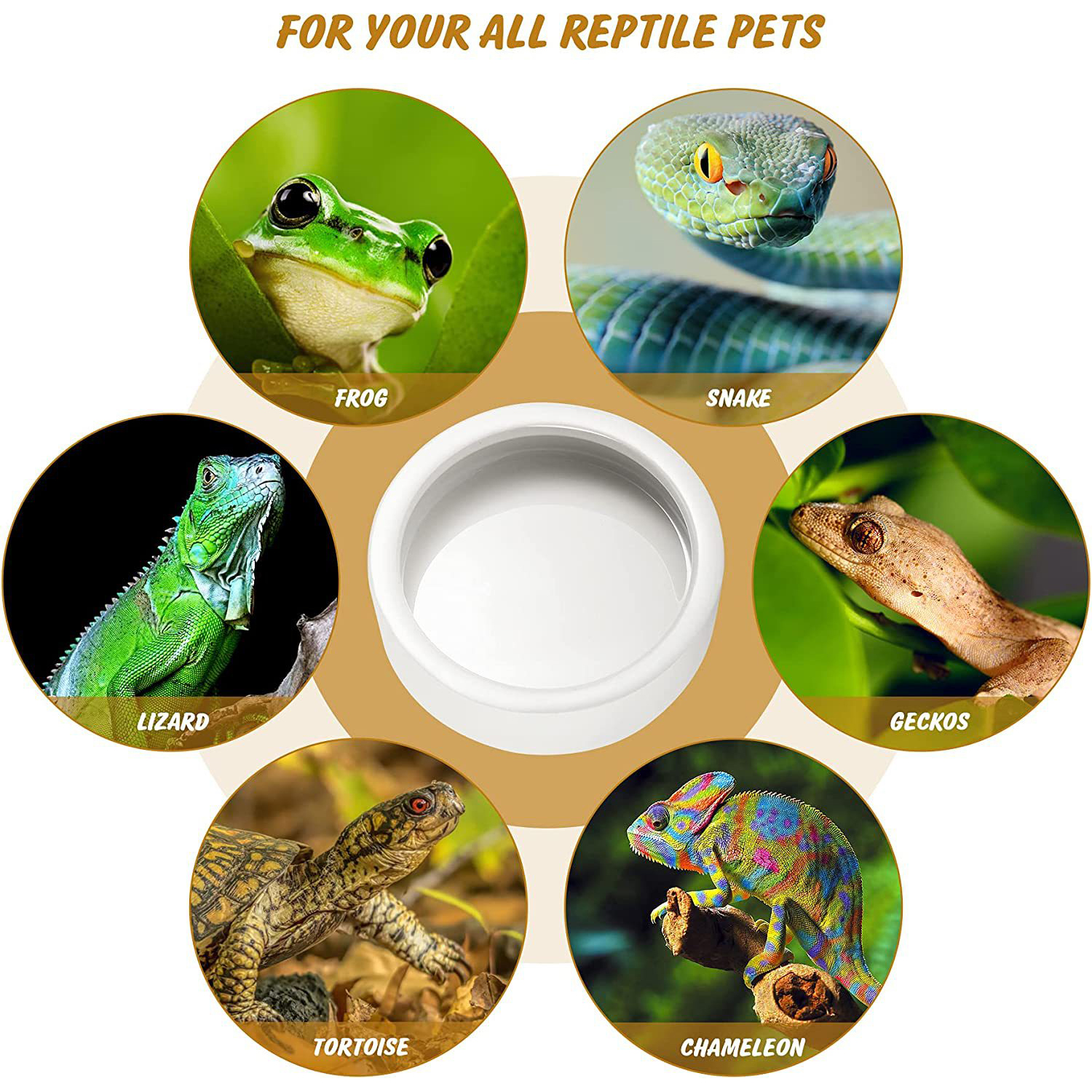 Reptile Food Bowl Feeding and  - مراجعة Water Dish Reptile وسعره