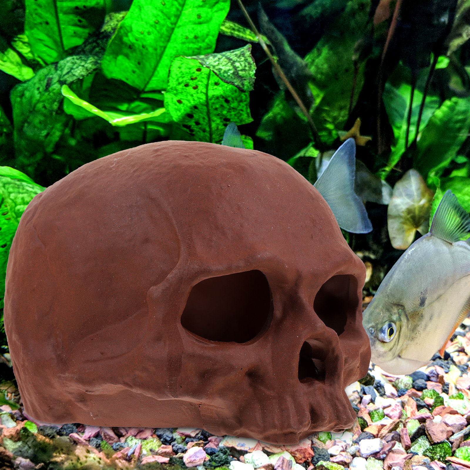 Ceramic Fish Tank Decoration S - مراجعة Hide Cave Ceramic وسعره