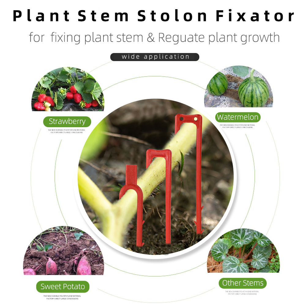 20-50PCS Strawberry Planting F - مراجعة Vine Climbing Plastic وسعره