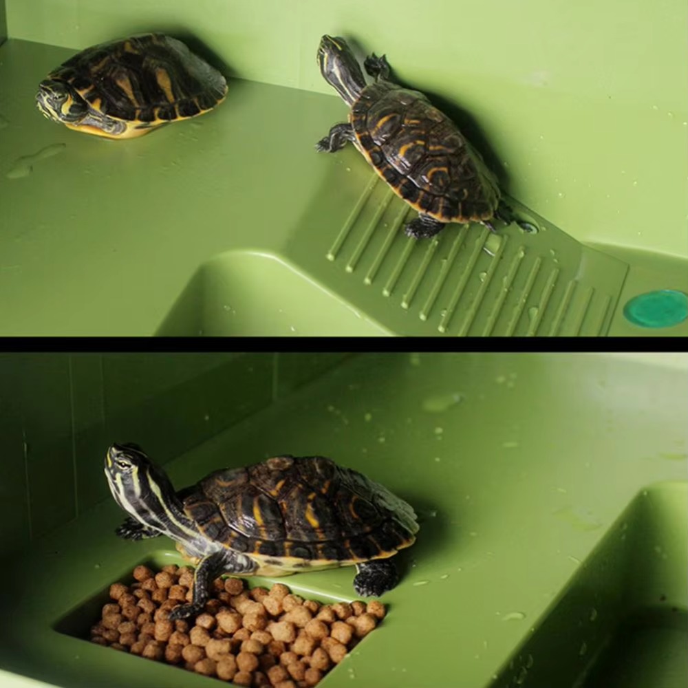 Water Land Slope Box Feeding C - مراجعة Water Dish Reptile وسعره