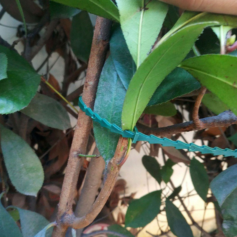 13cm Adjustable Plastic Plant  - مراجعة Vine Climbing Plastic وسعره