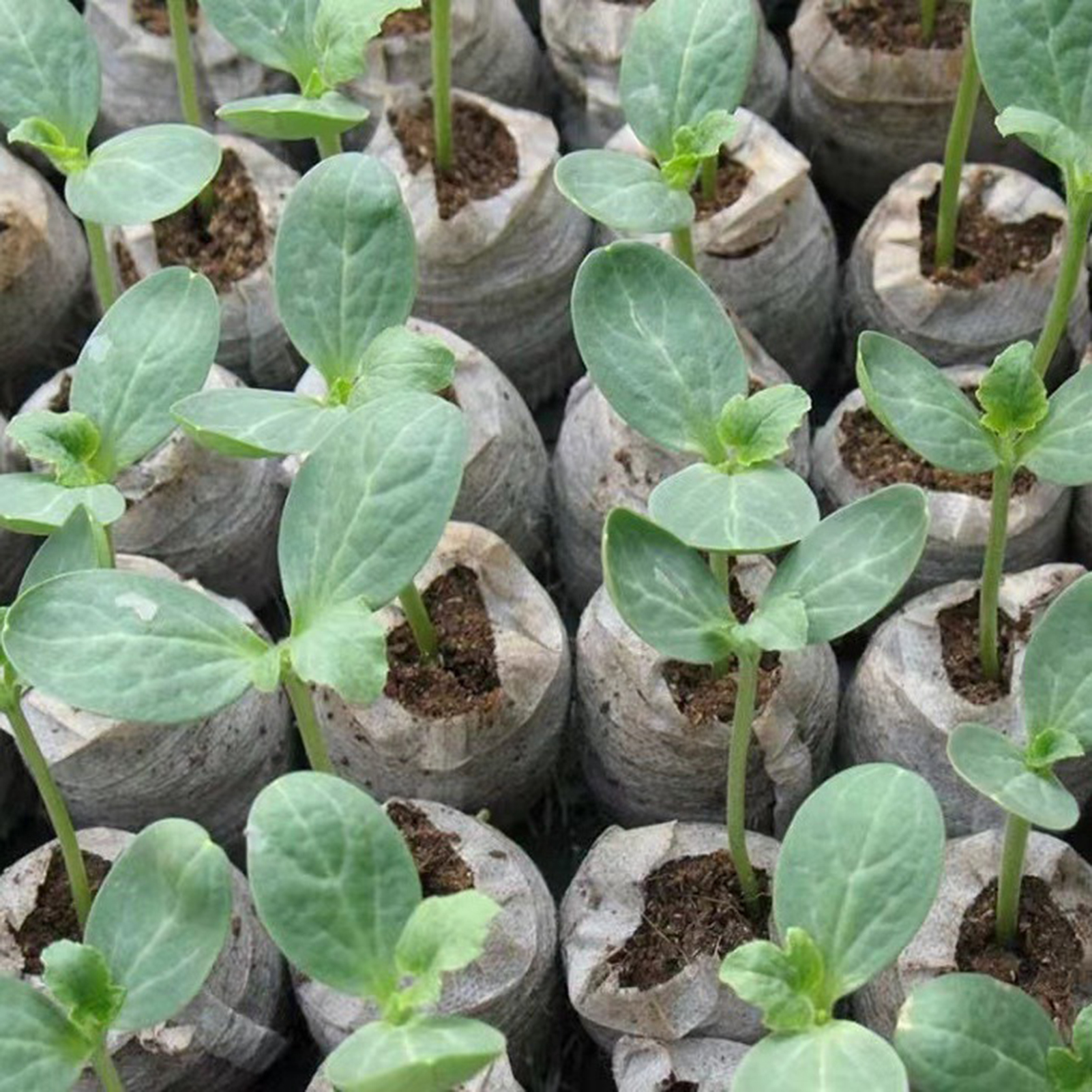 10/20/50pcs Plant Growth Bags  - مراجعة Substrate Coconut Fiber وسعره