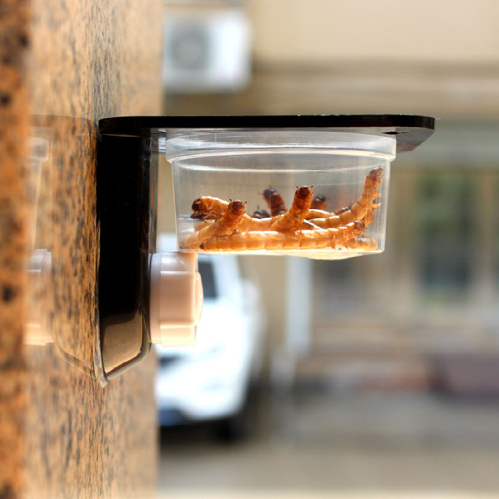 Crested Gecko Feeding Ledge Re - مراجعة Water Dish Reptile وسعره